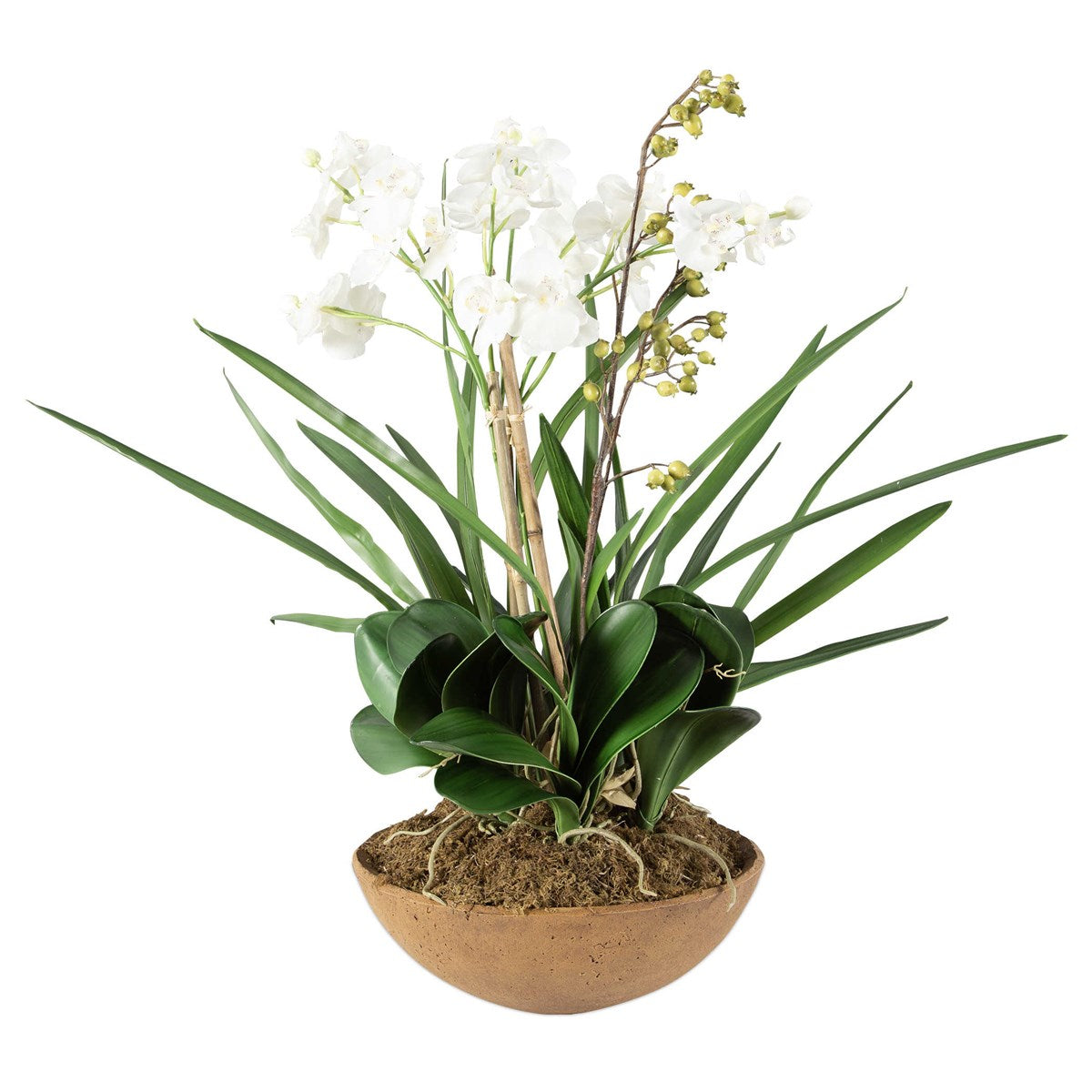 Moth Orchid Planter | BeBoldFurniture