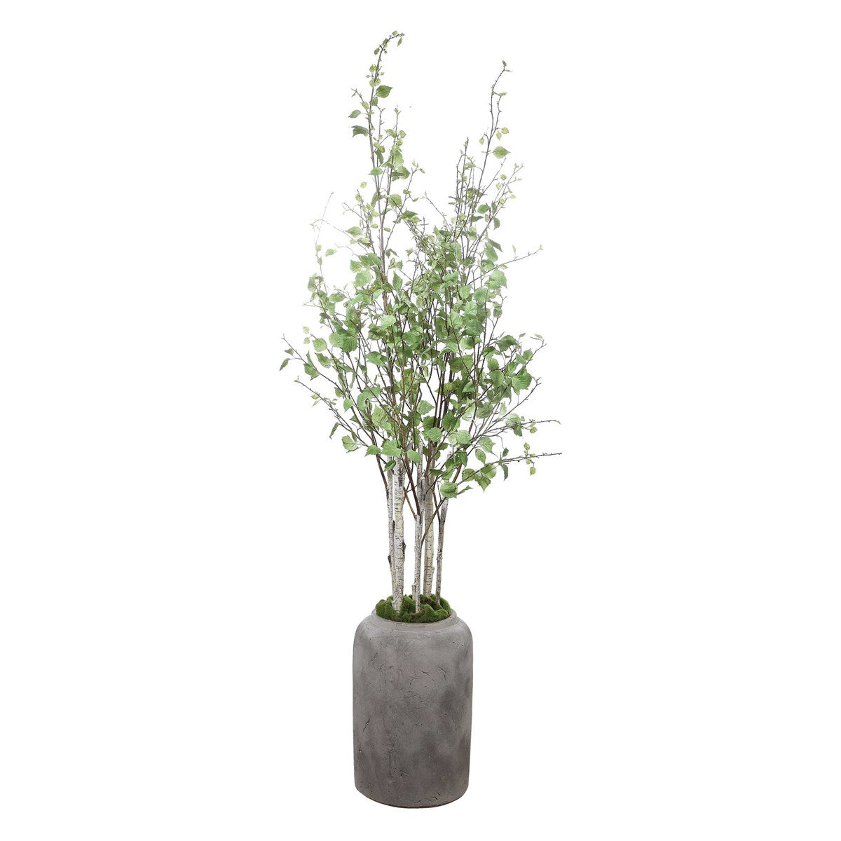 Aldis Potted River Birch | BeBoldFurniture