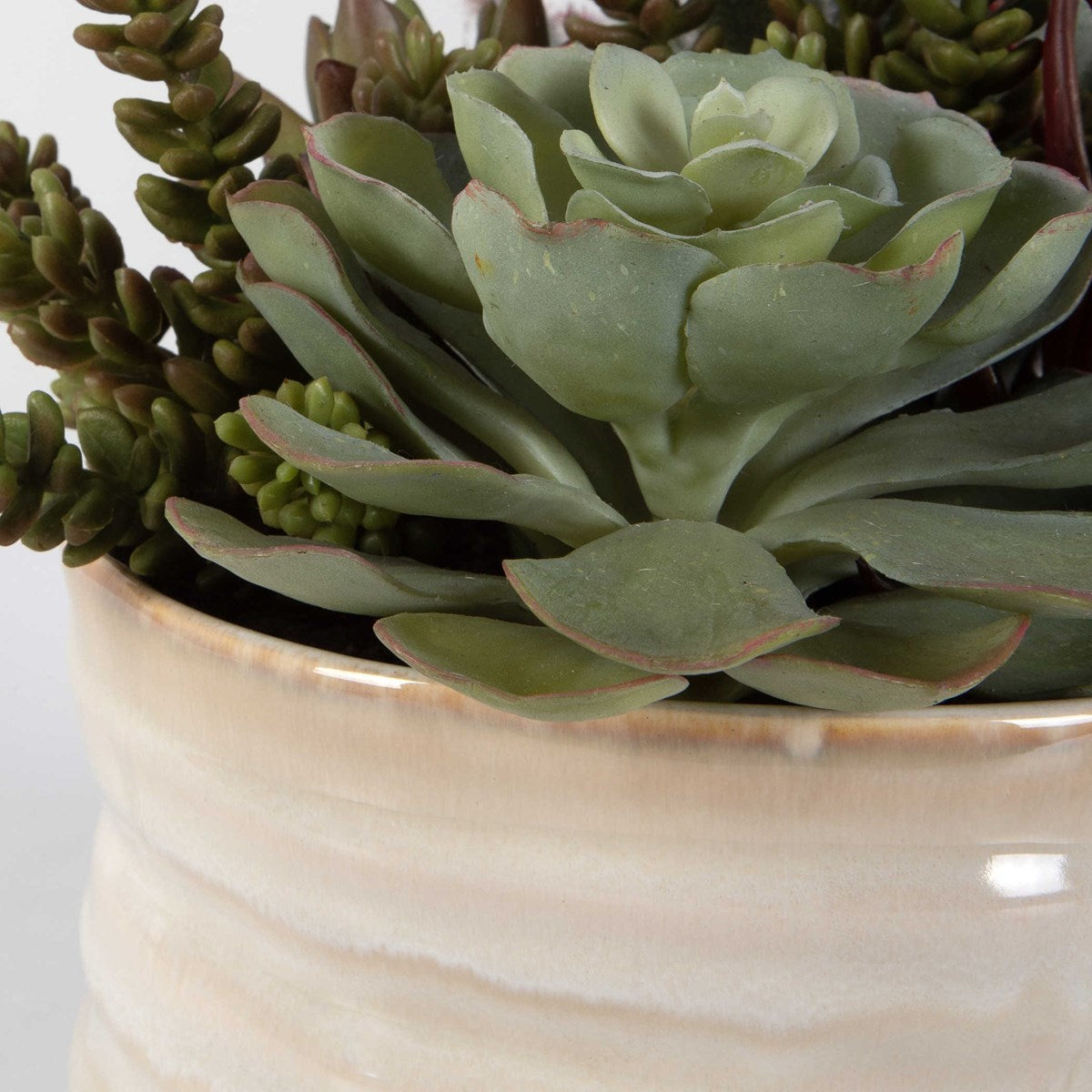 Mesa Succulent Accent | BeBoldFurniture