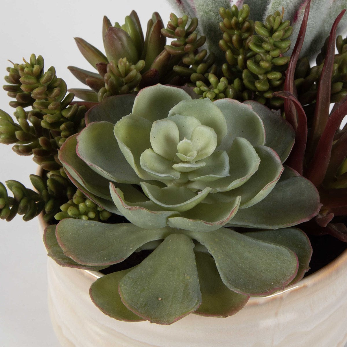 Mesa Succulent Accent | BeBoldFurniture