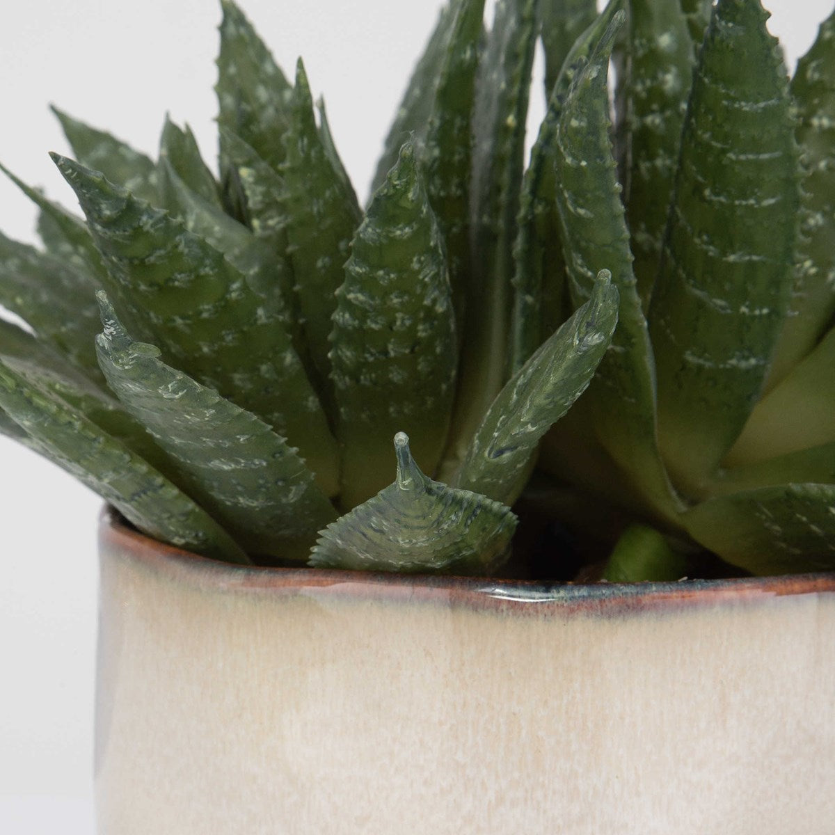 Doha Succulent Accent | BeBoldFurniture