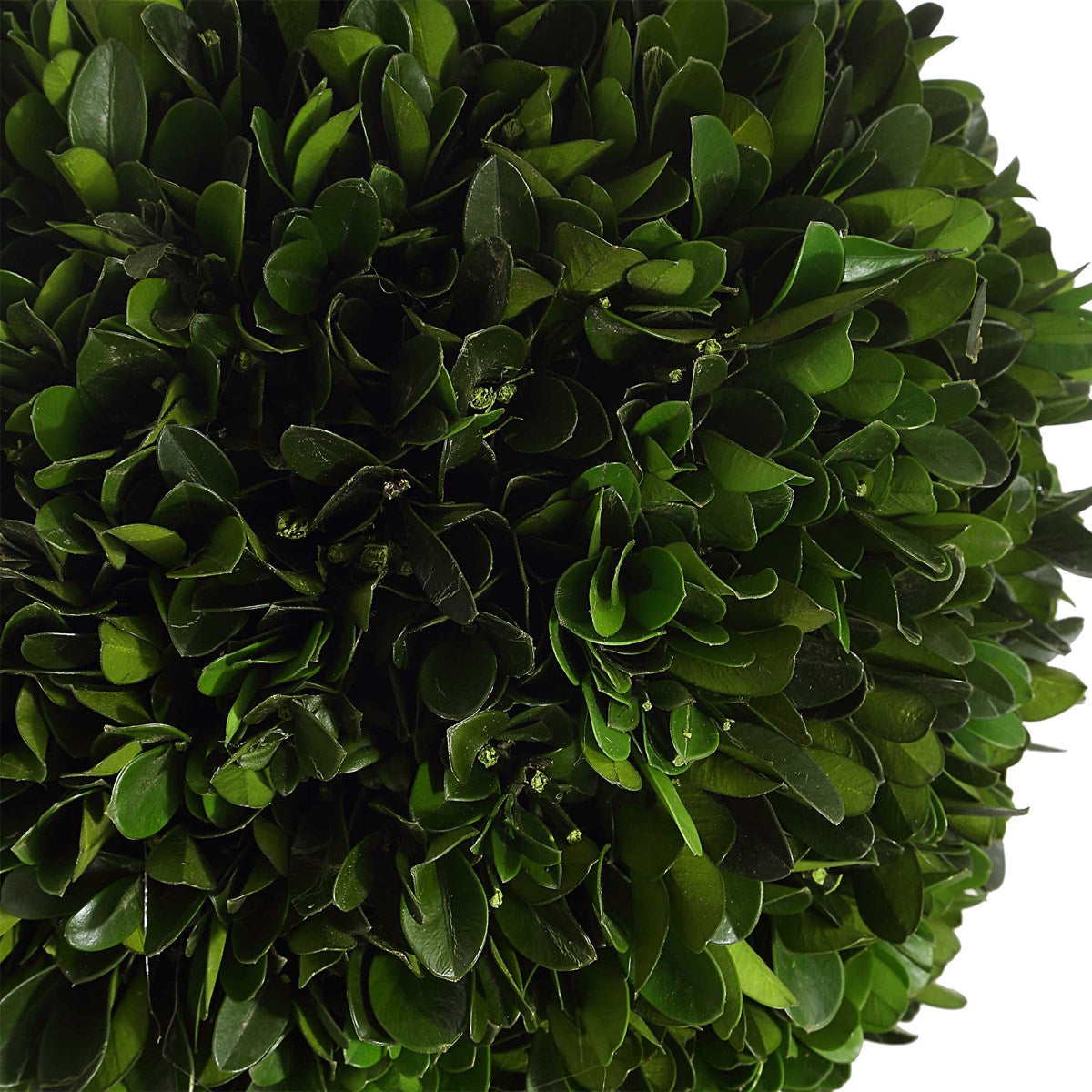 Preserved Boxwood Triple Topiary | BeBoldFurniture